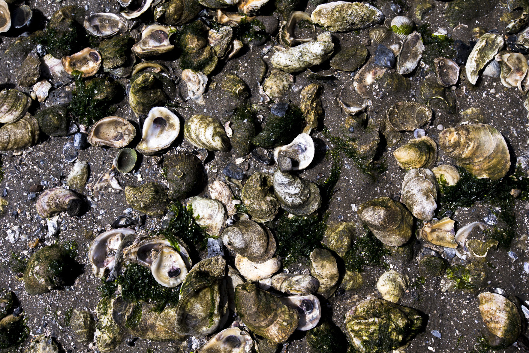 oyster shells.jpg